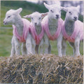 Wire Daisies : Gayboy (CDr, Single, Promo)