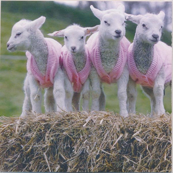 Wire Daisies : Gayboy (CDr, Single, Promo)