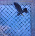 Little River Band : The Net (LP, Album)