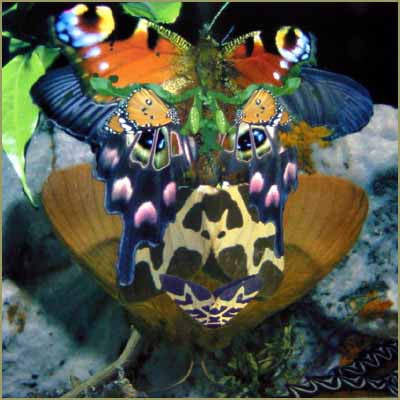 Diamantenräuber : Hitchhiker (12")